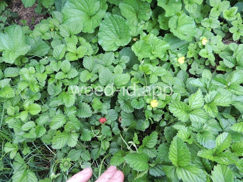 mockstrawberry, Indian